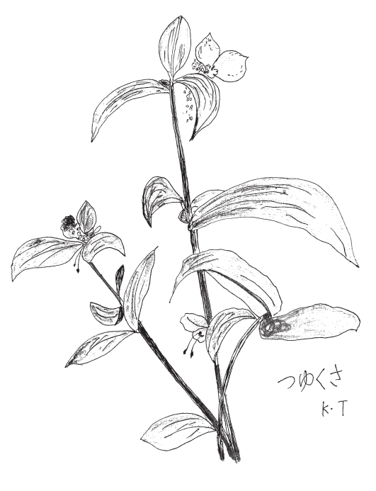 つゆくさのイラストです。