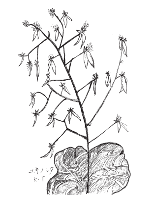 ユキノシタのイラストです。