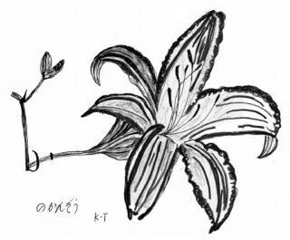 のかんぞうの花のペン画です。