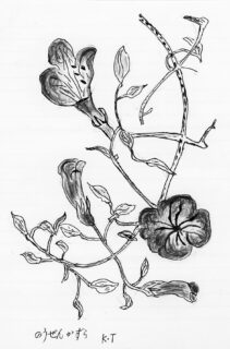 のうぜんかずらの花が咲いているところのペン画です。