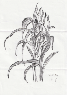 手書きのジュズダマのペン画です。